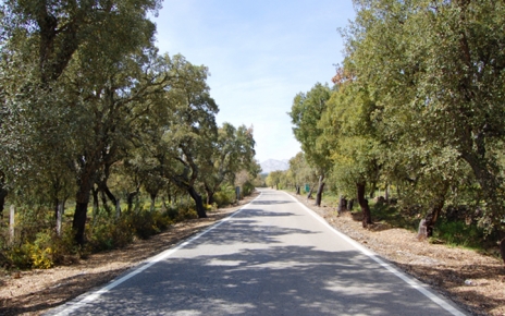 Road A-372 to Grazalema